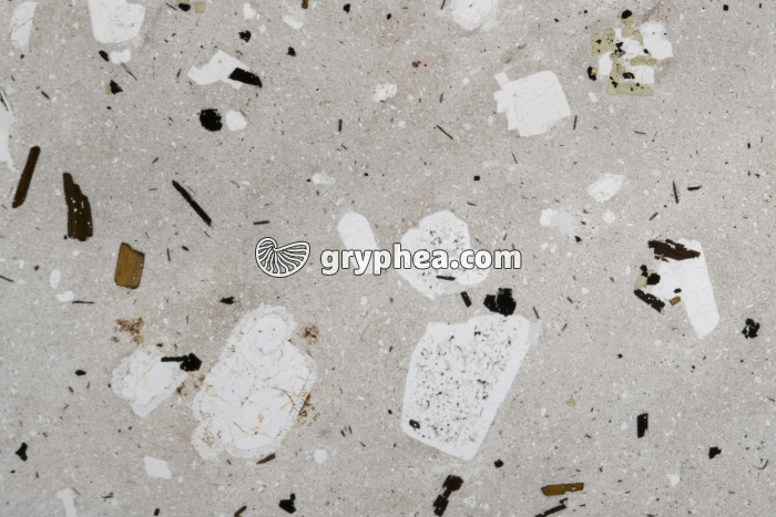 Trachyte LPNA x2,3 - gryphea.com